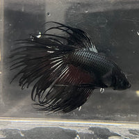 the-fish-farm Male Betta Male Betta - One Only - 9 Choose your favourite Male Betta from The Fish Farm Australia