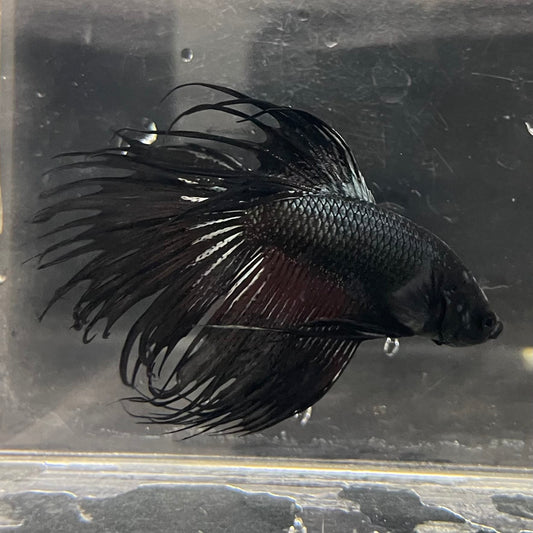 the-fish-farm Male Betta Male Betta - One Only - 9 Choose your favourite Male Betta from The Fish Farm Australia