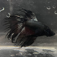 the-fish-farm Male Betta Male Betta - One Only - 9 Choose your favourite Male Betta from The Fish Farm Australia