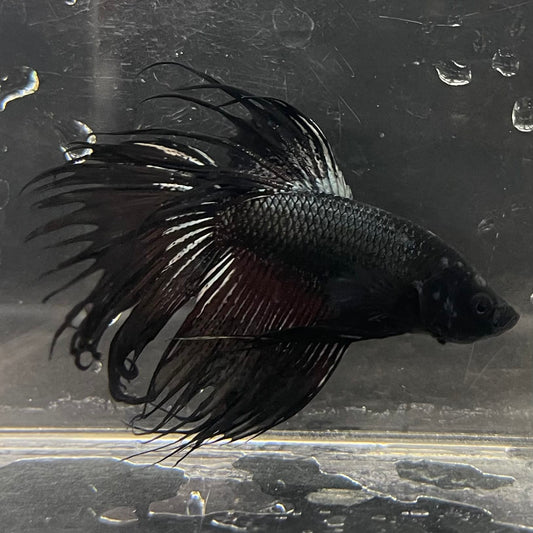 the-fish-farm Male Betta Male Betta - One Only - 9 Choose your favourite Male Betta from The Fish Farm Australia