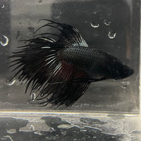 the-fish-farm Male Betta Male Betta - One Only - 9 Choose your favourite Male Betta from The Fish Farm Australia