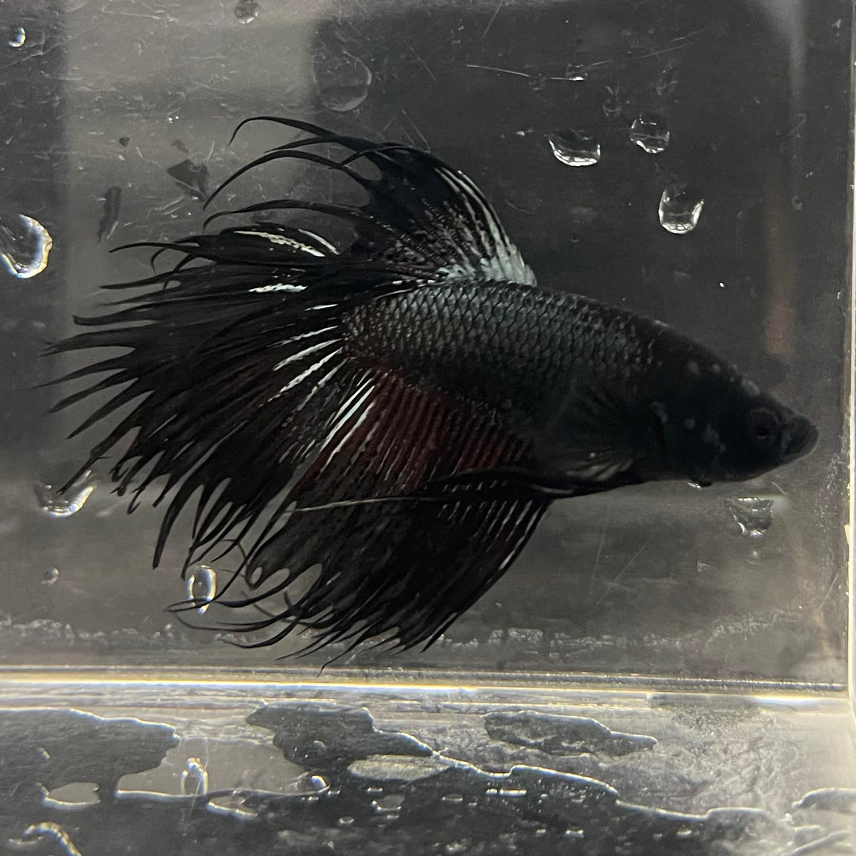 the-fish-farm Male Betta Male Betta - One Only - 9 Choose your favourite Male Betta from The Fish Farm Australia