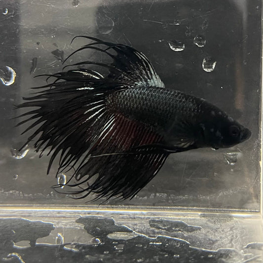 the-fish-farm Male Betta Male Betta - One Only - 9 Choose your favourite Male Betta from The Fish Farm Australia