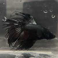 the-fish-farm Male Betta Male Betta - One Only - 9 Choose your favourite Male Betta from The Fish Farm Australia