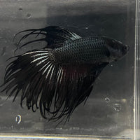 the-fish-farm Male Betta Male Betta - One Only - 9 Choose your favourite Male Betta from The Fish Farm Australia