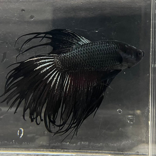 the-fish-farm Male Betta Male Betta - One Only - 9 Choose your favourite Male Betta from The Fish Farm Australia