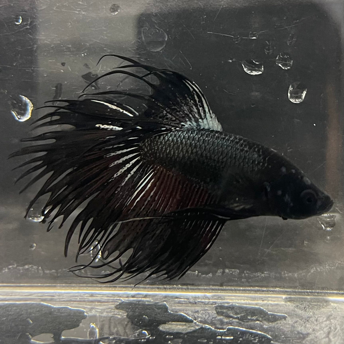 the-fish-farm Male Betta Male Betta - One Only - 9 Choose your favourite Male Betta from The Fish Farm Australia