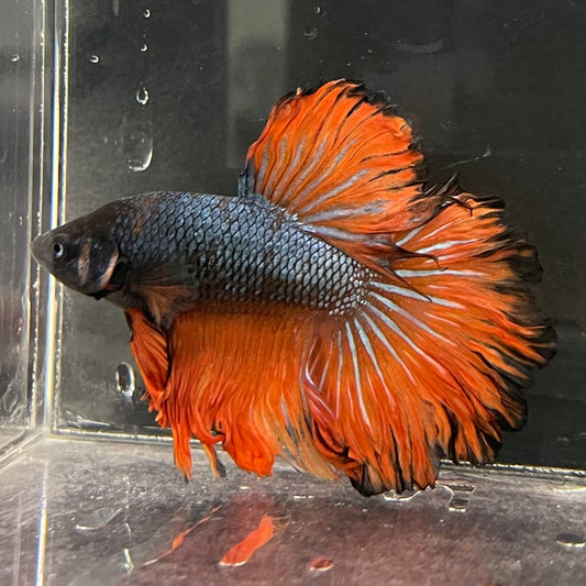 the-fish-farm Male Betta Male Betta - One Only - 9 Choose your favourite Male Betta from The Fish Farm Australia