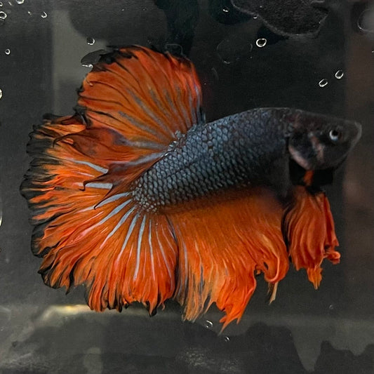 the-fish-farm Male Betta Male Betta - One Only - 9 Choose your favourite Male Betta from The Fish Farm Australia