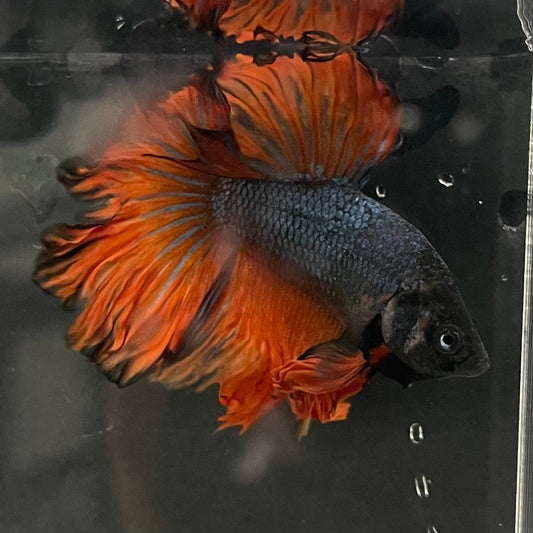 the-fish-farm Male Betta Male Betta - One Only - 9 Choose your favourite Male Betta from The Fish Farm Australia