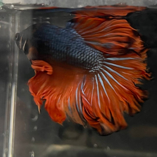 the-fish-farm Male Betta Male Betta - One Only - 9 Choose your favourite Male Betta from The Fish Farm Australia