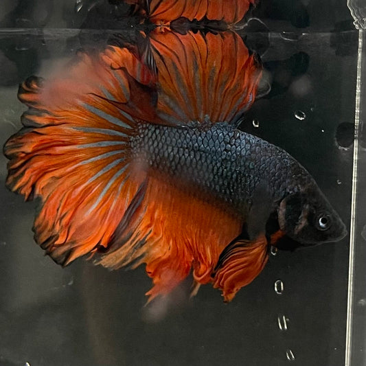 the-fish-farm Male Betta Male Betta - One Only - 9 Choose your favourite Male Betta from The Fish Farm Australia
