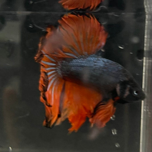 the-fish-farm Male Betta Male Betta - One Only - 9 Choose your favourite Male Betta from The Fish Farm Australia