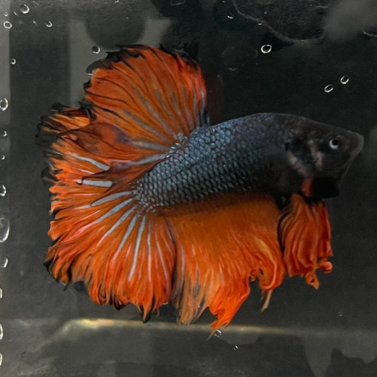 the-fish-farm Male Betta Male Betta - One Only - 9 Choose your favourite Male Betta from The Fish Farm Australia