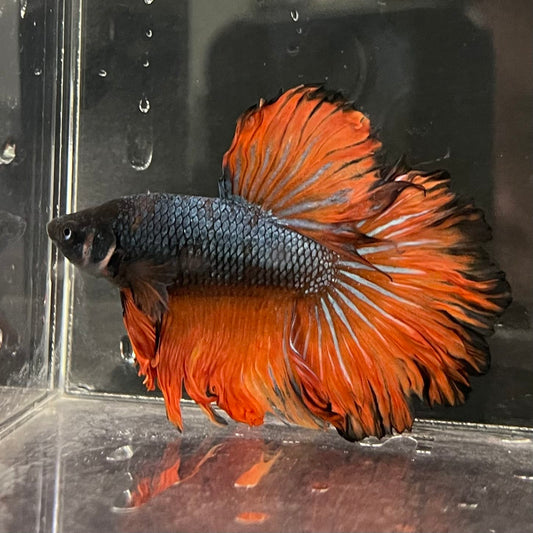 the-fish-farm Male Betta Male Betta - One Only - 9 Choose your favourite Male Betta from The Fish Farm Australia