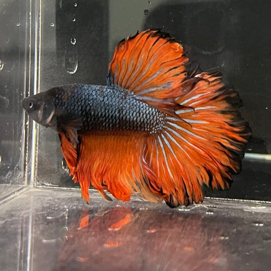 the-fish-farm Male Betta Male Betta - One Only - 9 Choose your favourite Male Betta from The Fish Farm Australia