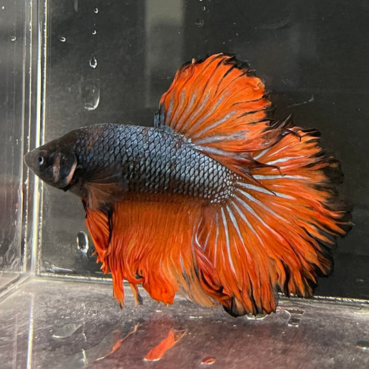 the-fish-farm Male Betta Male Betta - One Only - 9 Choose your favourite Male Betta from The Fish Farm Australia