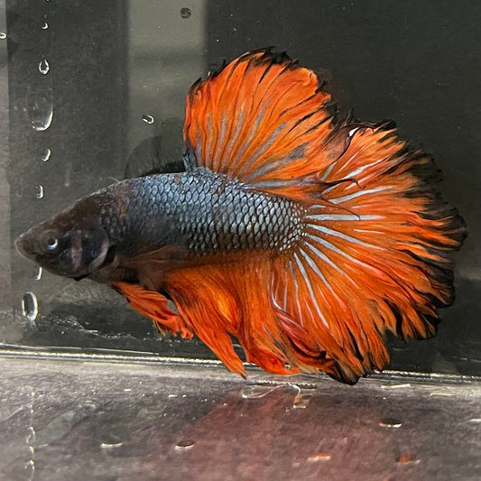the-fish-farm Male Betta Male Betta - One Only - 9 Choose your favourite Male Betta from The Fish Farm Australia