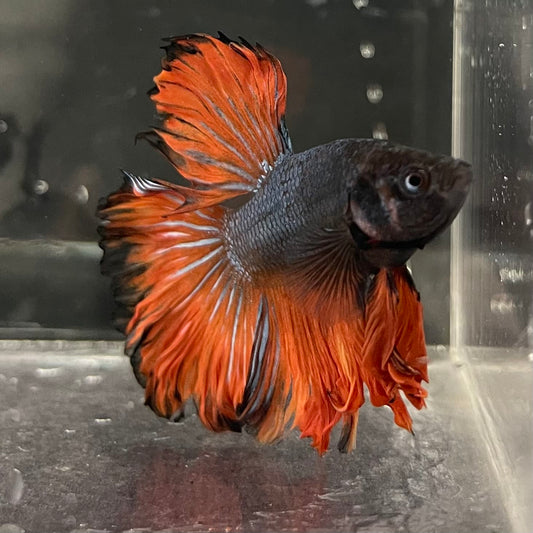 the-fish-farm Male Betta Male Betta - One Only - 9 Choose your favourite Male Betta from The Fish Farm Australia