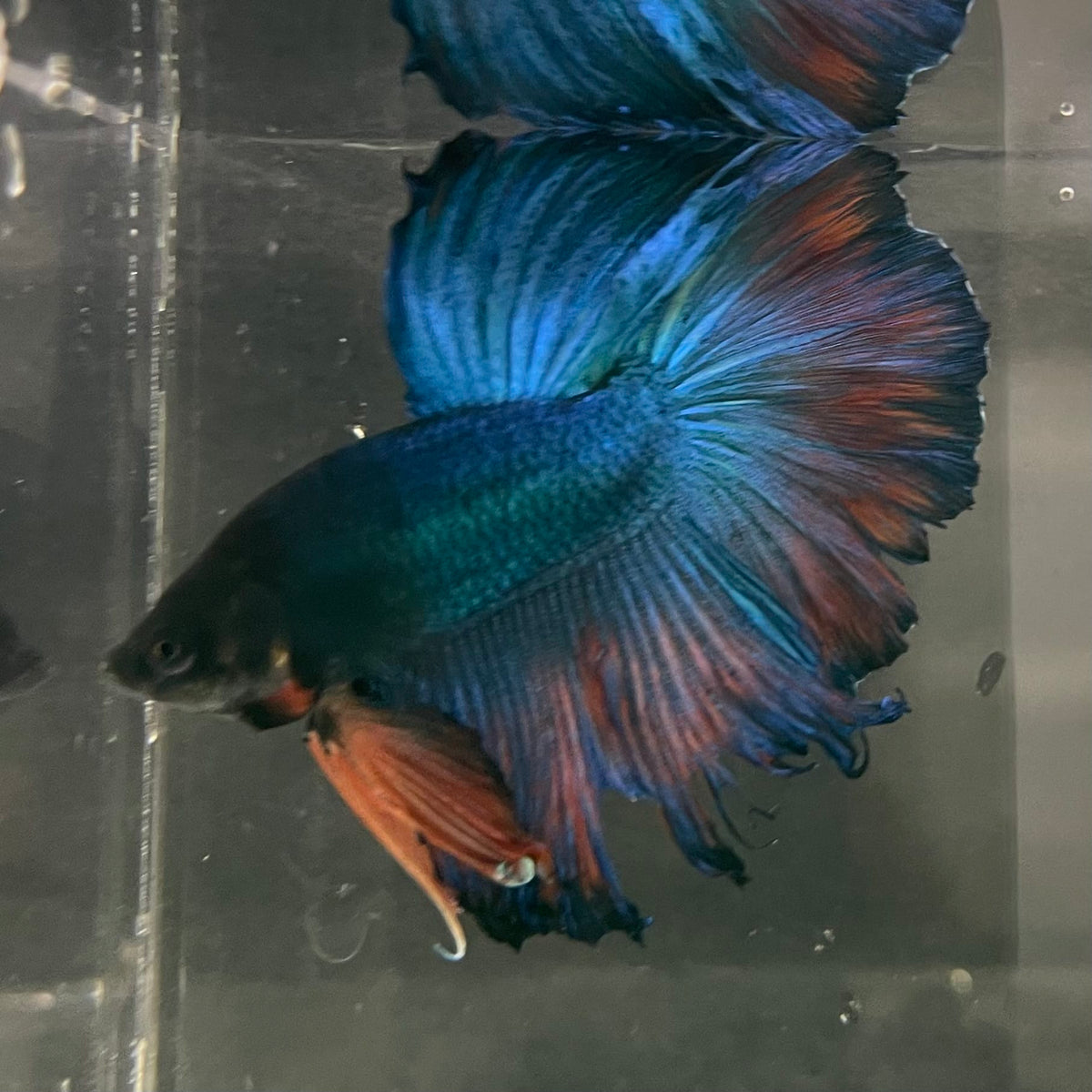 the-fish-farm Male Betta Male Betta - One Only - 9 Choose your favourite Male Betta from The Fish Farm Australia