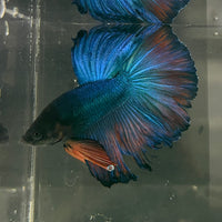 the-fish-farm Male Betta Male Betta - One Only - 9 Choose your favourite Male Betta from The Fish Farm Australia