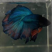 the-fish-farm Male Betta Male Betta - One Only - 9 Choose your favourite Male Betta from The Fish Farm Australia