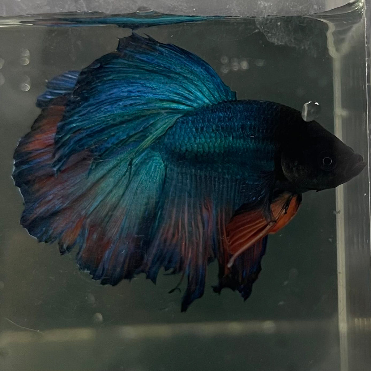 the-fish-farm Male Betta Male Betta - One Only - 9 Choose your favourite Male Betta from The Fish Farm Australia