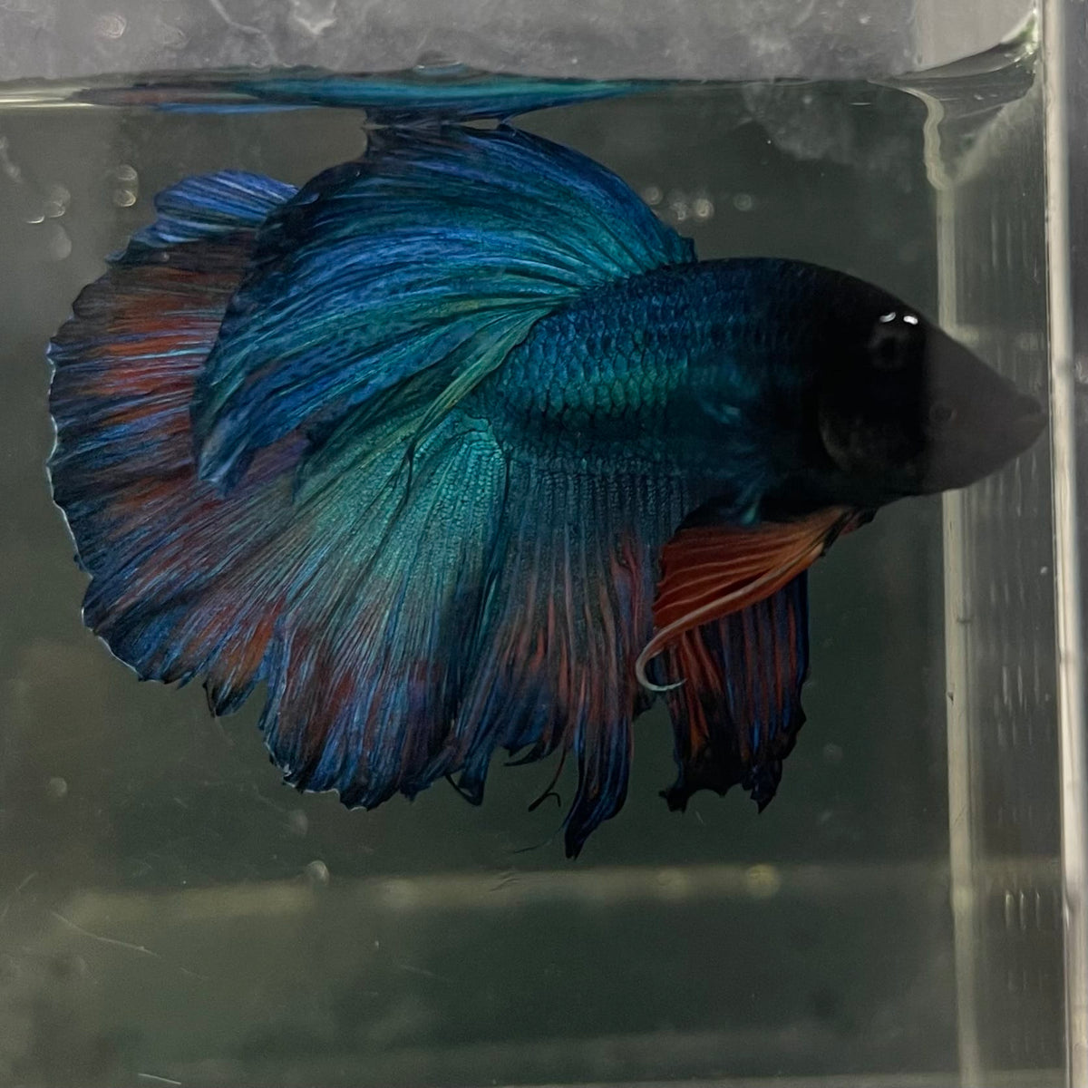 the-fish-farm Male Betta Male Betta - One Only - 9 Choose your favourite Male Betta from The Fish Farm Australia