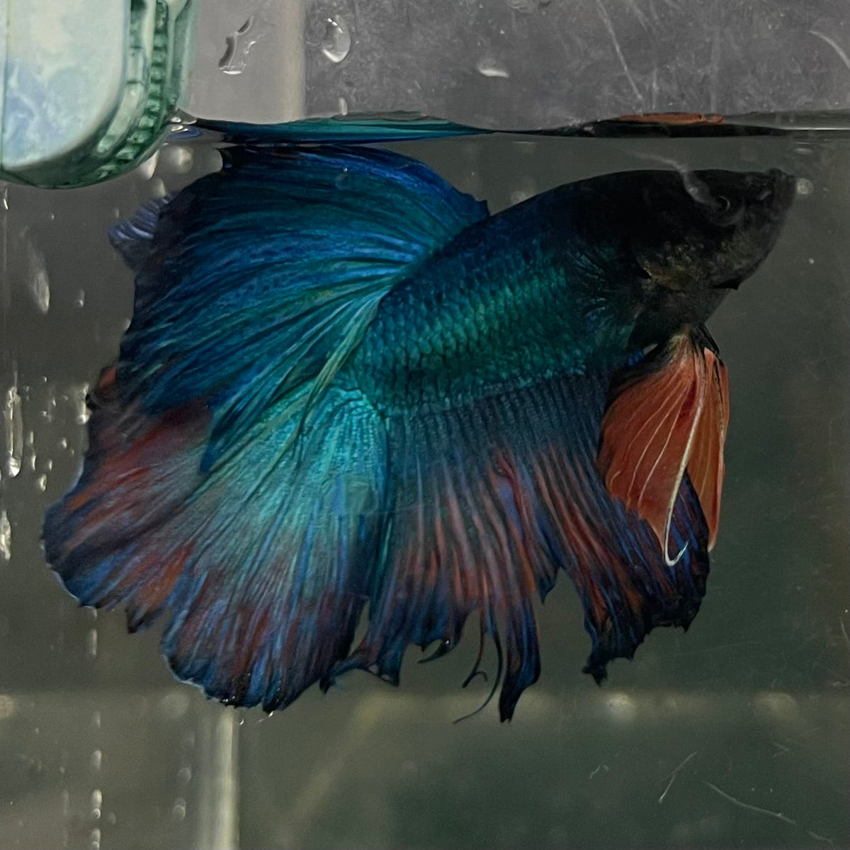 the-fish-farm Male Betta Male Betta - One Only - 9 Choose your favourite Male Betta from The Fish Farm Australia