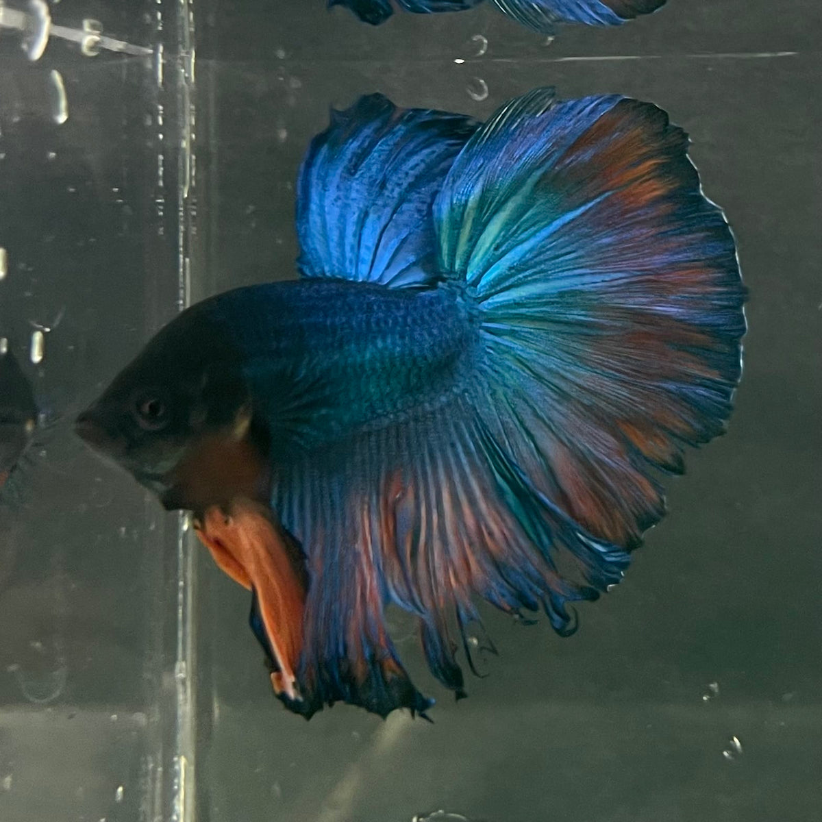 the-fish-farm Male Betta Male Betta - One Only - 9 Choose your favourite Male Betta from The Fish Farm Australia