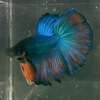 the-fish-farm Male Betta Male Betta - One Only - 9 Choose your favourite Male Betta from The Fish Farm Australia