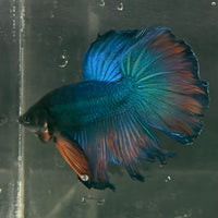 the-fish-farm Male Betta Male Betta - One Only - 9 Choose your favourite Male Betta from The Fish Farm Australia