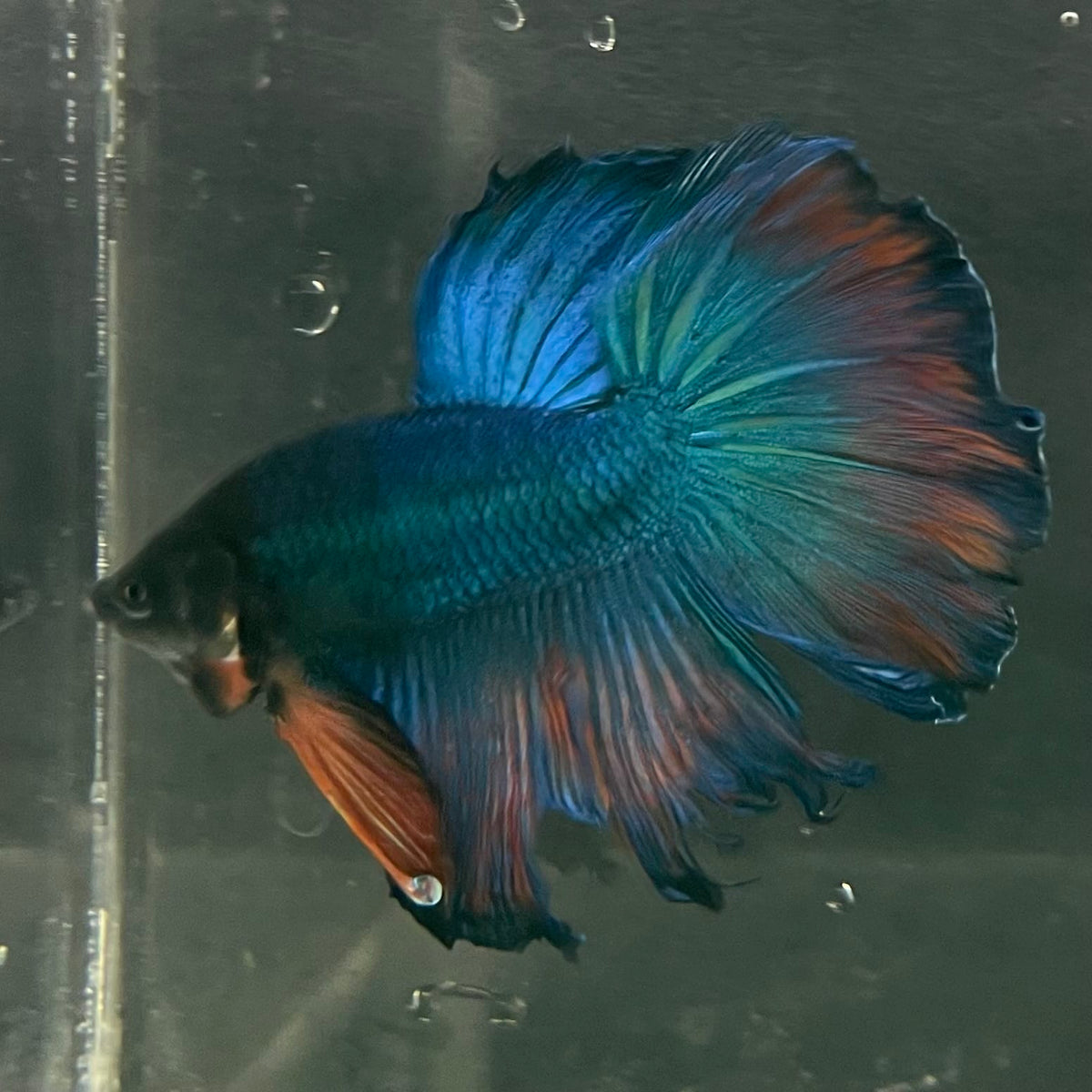 the-fish-farm Male Betta Male Betta - One Only - 9 Choose your favourite Male Betta from The Fish Farm Australia