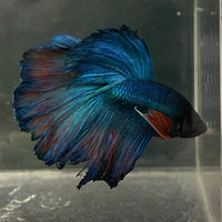 the-fish-farm Male Betta Male Betta - One Only - 9 Choose your favourite Male Betta from The Fish Farm Australia
