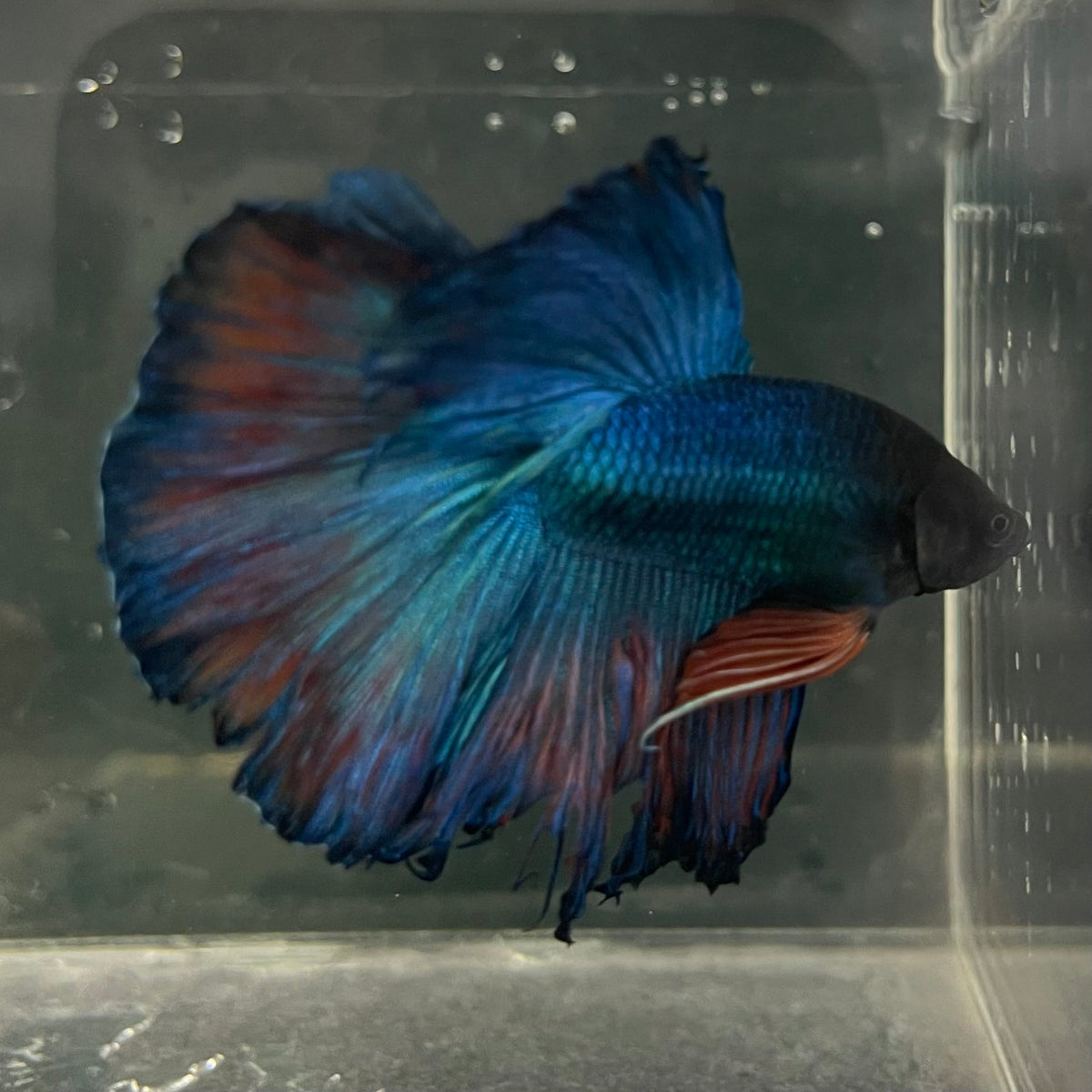the-fish-farm Male Betta Male Betta - One Only - 9 Choose your favourite Male Betta from The Fish Farm Australia