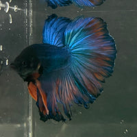the-fish-farm Male Betta Male Betta - One Only - 9 Choose your favourite Male Betta from The Fish Farm Australia
