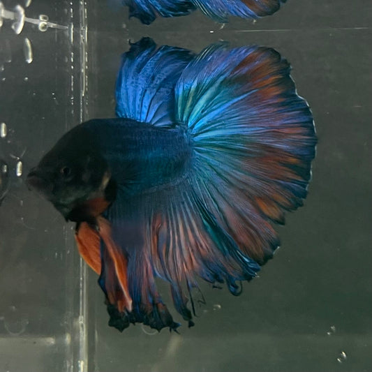 the-fish-farm Male Betta Male Betta - One Only - 9 Choose your favourite Male Betta from The Fish Farm Australia
