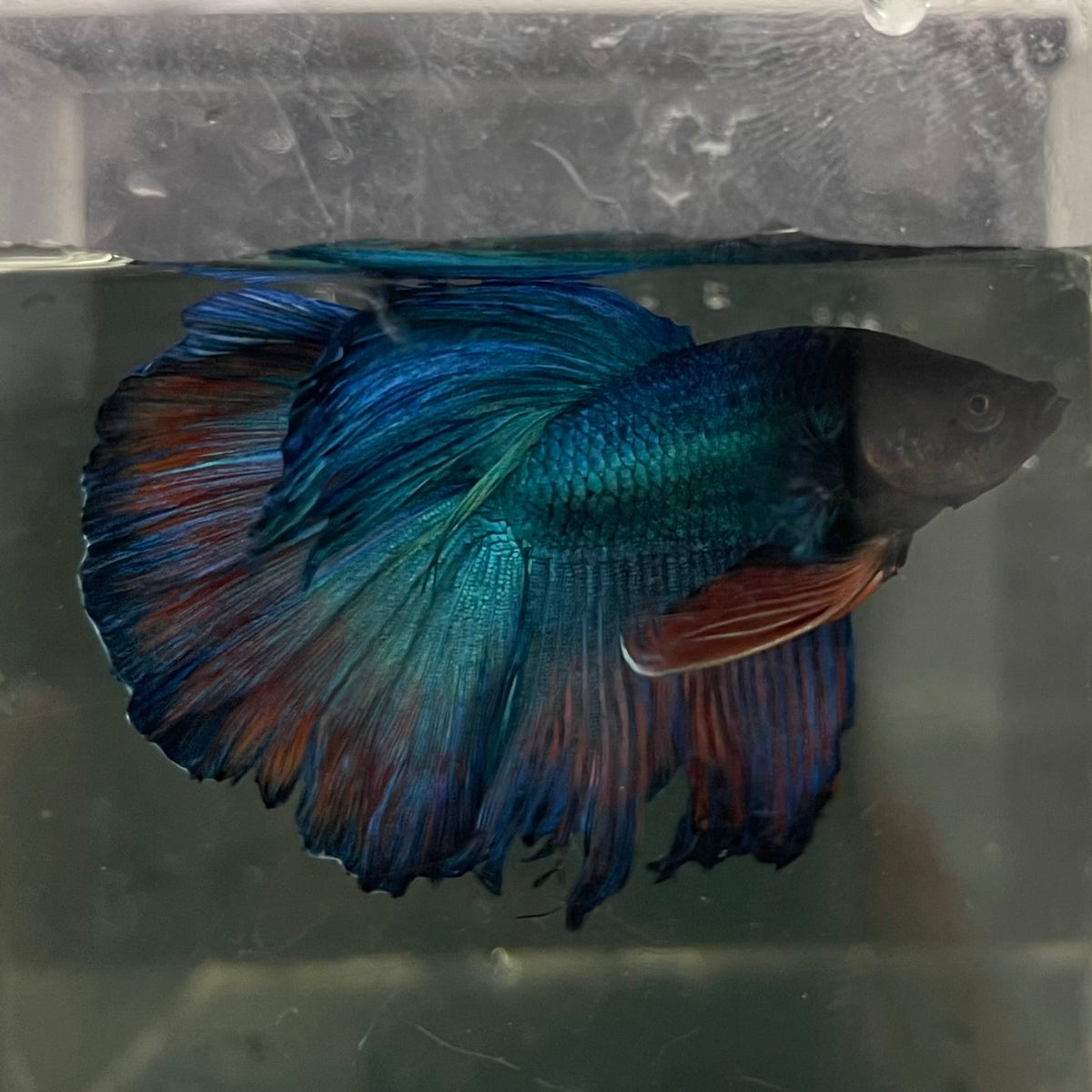 the-fish-farm Male Betta Male Betta - One Only - 9 Choose your favourite Male Betta from The Fish Farm Australia