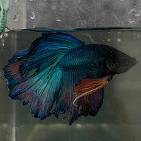 the-fish-farm Male Betta Male Betta - One Only - 9 Choose your favourite Male Betta from The Fish Farm Australia