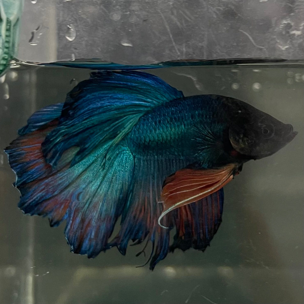 the-fish-farm Male Betta Male Betta - One Only - 9 Choose your favourite Male Betta from The Fish Farm Australia