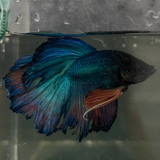 the-fish-farm Male Betta Male Betta - One Only - 9 Choose your favourite Male Betta from The Fish Farm Australia