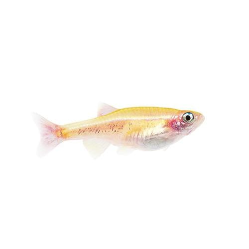 the-fish-farm Minnow Gold White Cloud Mountain Minnow Gold White Cloud - The Fish Farm