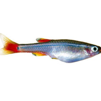 the-fish-farm Minnow White Cloud Mountain Minnow White Cloud Mountain Minnow - The Fish Farm