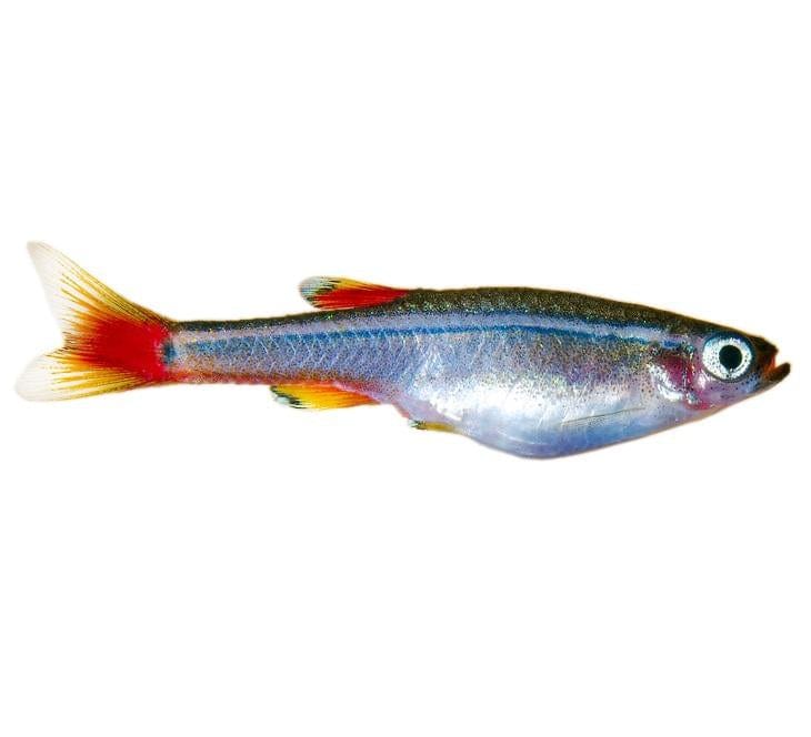 the-fish-farm Minnow White Cloud Mountain Minnow White Cloud Mountain Minnow - The Fish Farm