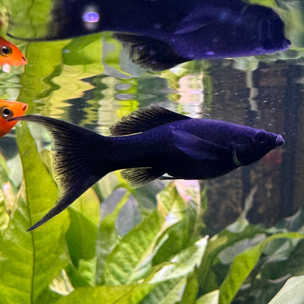 Black Lyretail Molly - The Fish Farm
