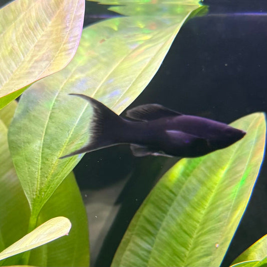 the-fish-farm Molly Lyretail Molly - Black Black Lyretail Molly - The Fish Farm
