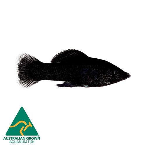 the-fish-farm Molly Molly - Black 5cm Black Molly 5cm - The Fish Farm