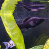 the-fish-farm Molly Molly - Black 5cm Black Molly 5cm - The Fish Farm