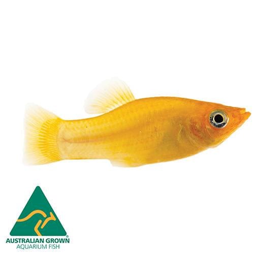 the-fish-farm Molly Molly - Gold 5cm Gold Molly 5cm - The Fish Farm