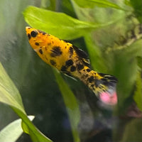 the-fish-farm Molly Molly - Leopard Leopard Molly - The Fish Farm